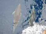 Delfin im Blauwasser