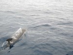 Delfin im Mittelmeer