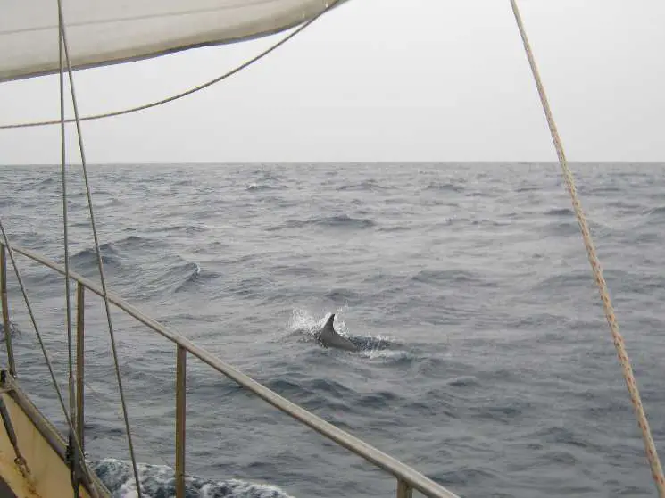 Delfine im Mittelmeer