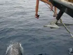 Delfinfoto vom Segelboot