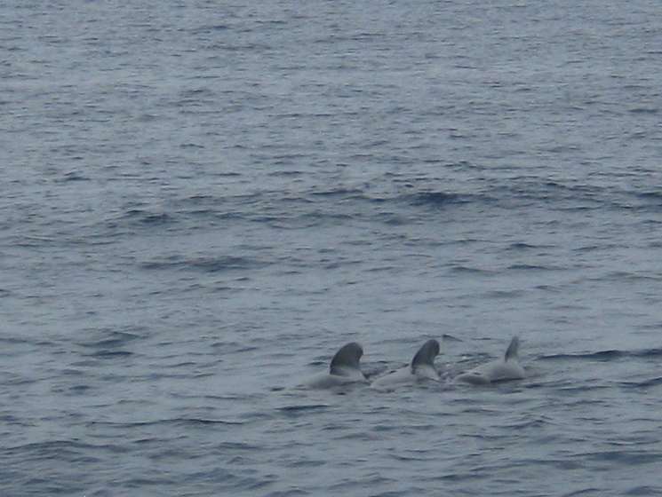 Drei Delfine