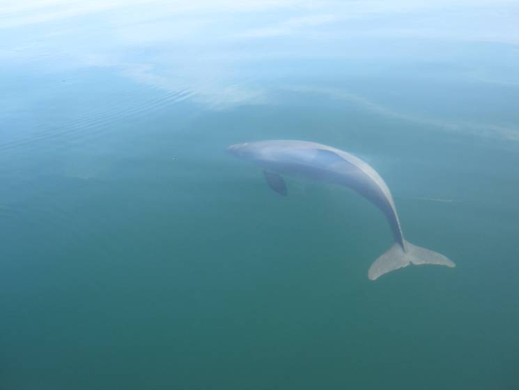 Segeln Schweinswal Ostsee