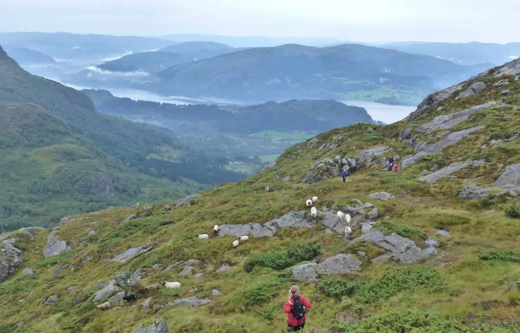 Landwirtschaft Schafe Norwegen