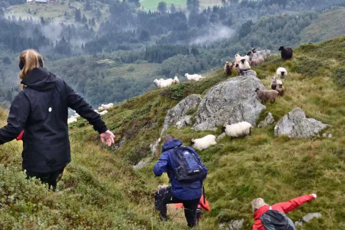 Norwegen Herbst Schafe