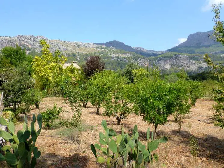 Garten Pollenca Mallorca