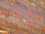 Herbst Wandern Wald Norwegen