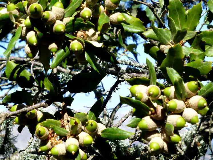 Steineichen Mallorca Wanderweg