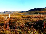 Vegetation Berge Norwegen