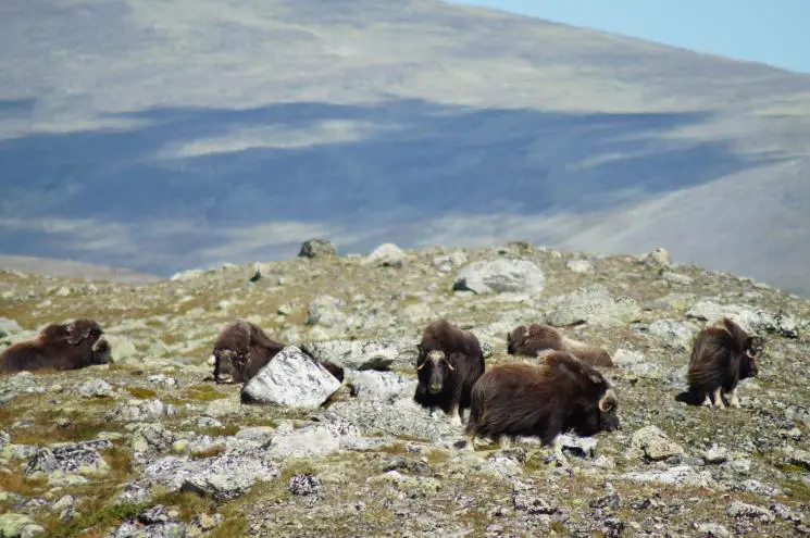 Moschusochsen Dovrefjell Norwegen