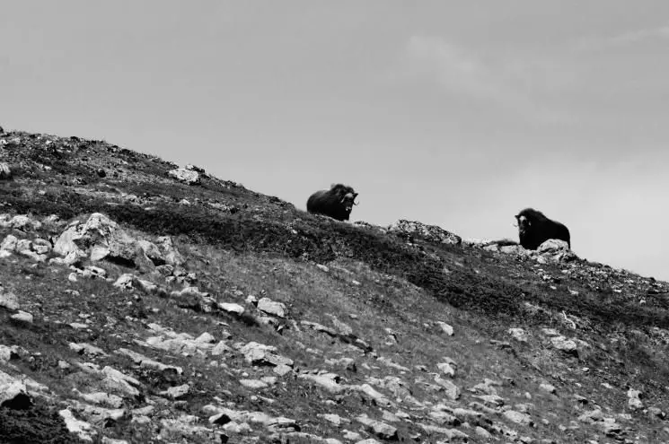 Moschusochsen Wanderung Norwegen