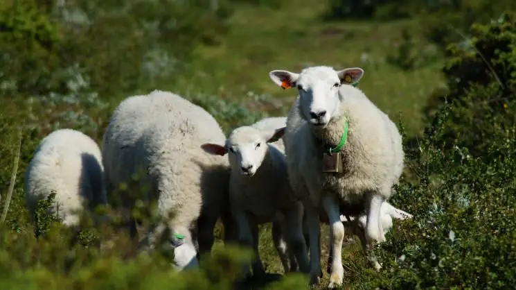 Schafe Dovrefjell Norwegen