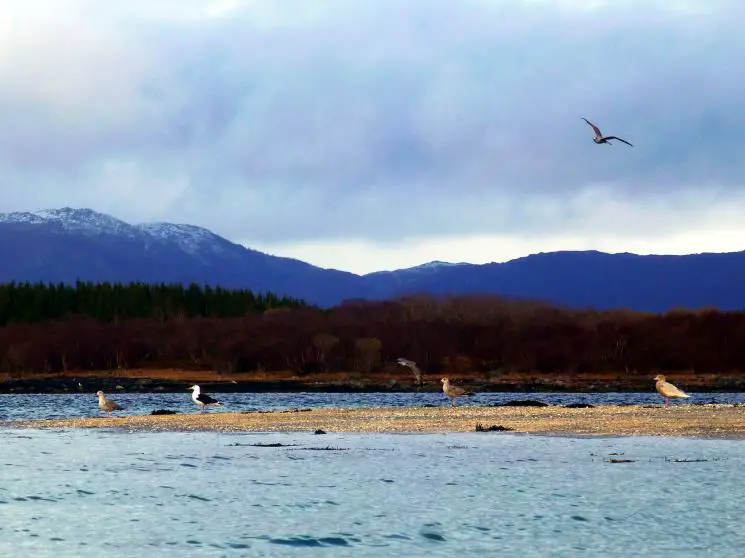 Seevögel Helgelandküste Kajak