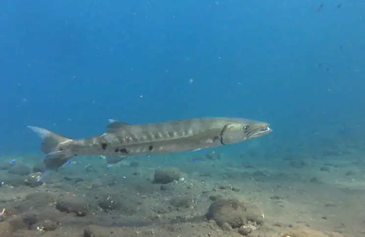 Barracuda Tauchen Bali Tulamben