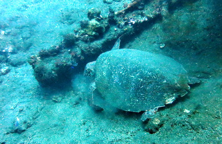Schildkröte Tauchen Bali