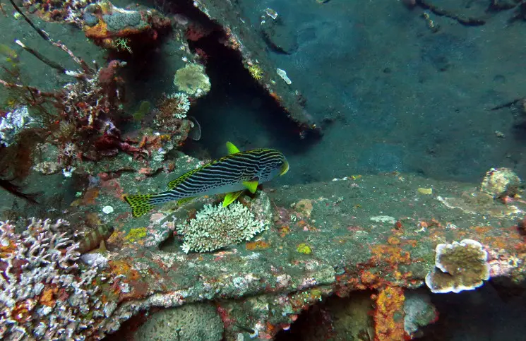 Tauchen Bali Doktorfisch