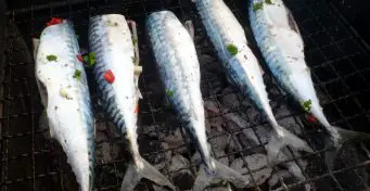 Fisch grillen Norwegen Fjordchallenge