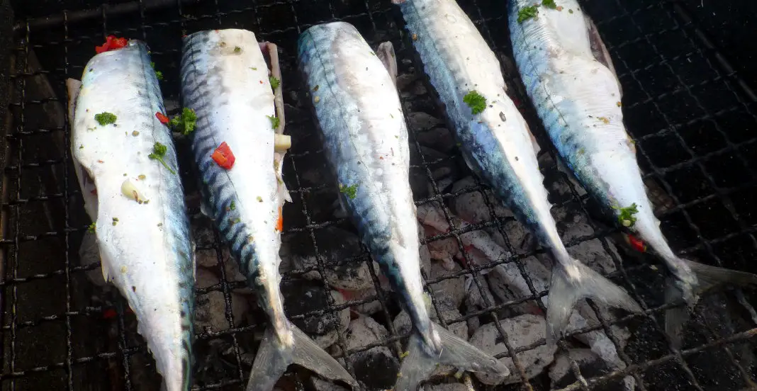 Fisch grillen Norwegen Fjordchallenge