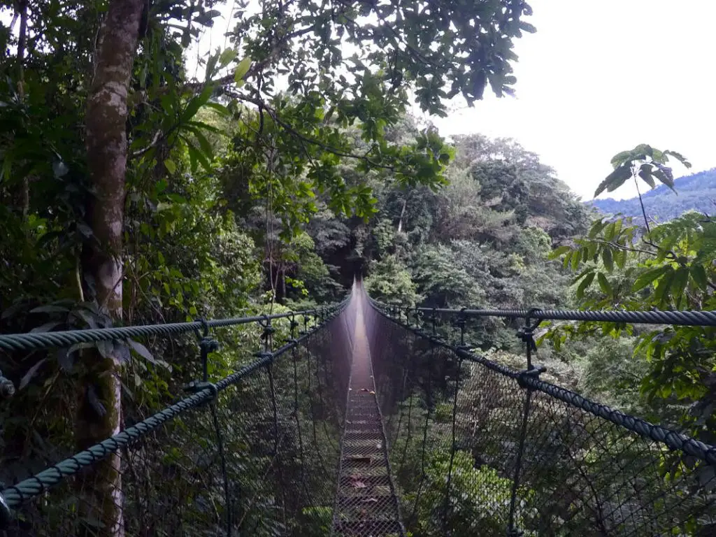 Dschungel Brücke Costa Rica