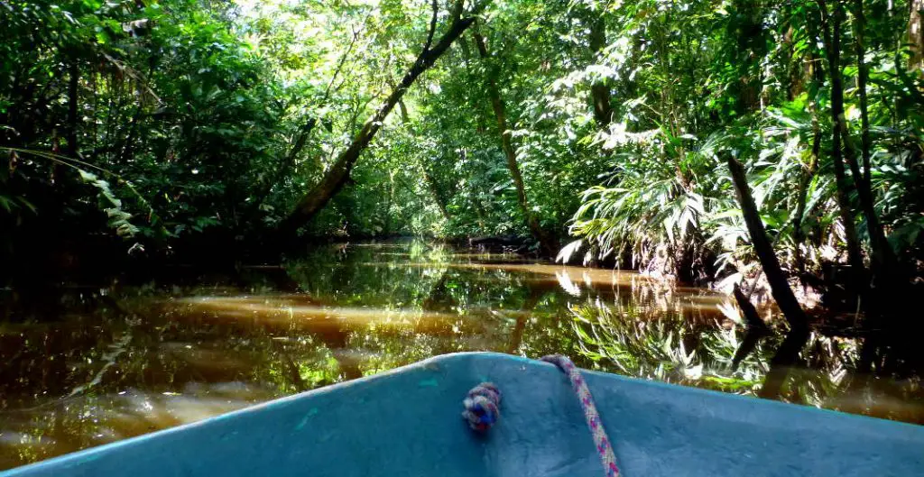 Dschungel Tortuguero Costa Rica