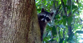 Manuel Antonio Nationalpark Waschbär