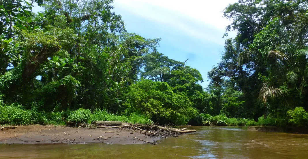 Kajak Wildlife Tortunguero Costa Rica