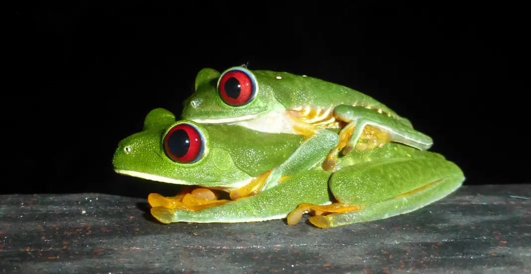 Manuel Antonio Rotaugenfrosch Rosta Rica