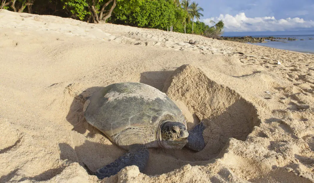 Schildkröten Tortuguero Nationalpark Costa Rica
