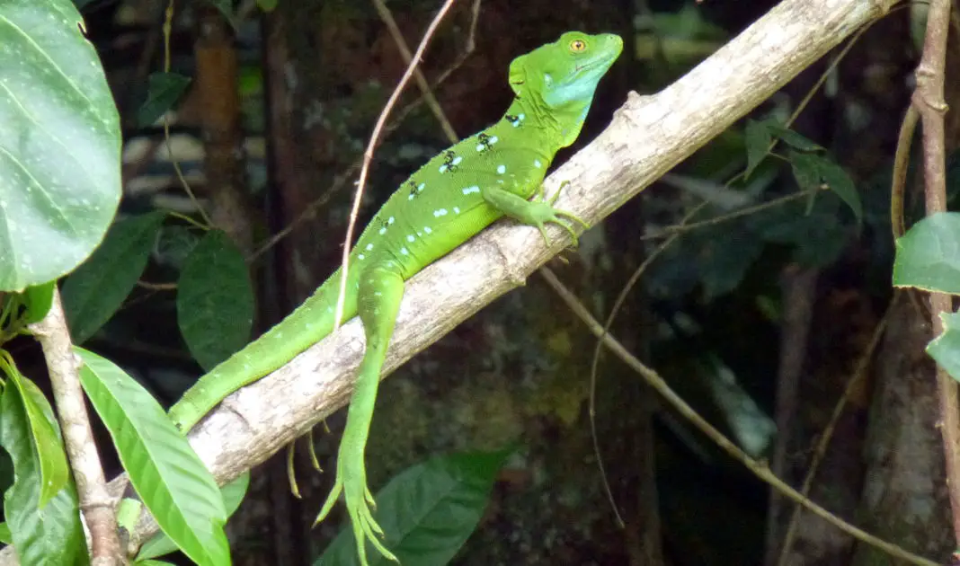 Tortuguero Nationalpark Eidechse