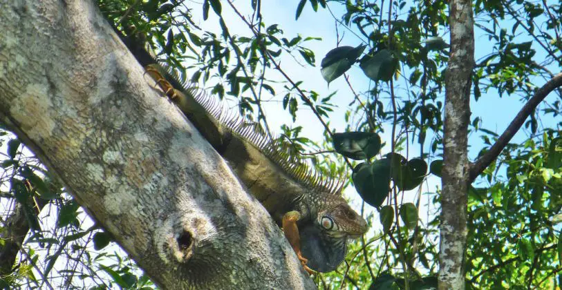 Grüner Leguan Costa Rica Caminos de Osa