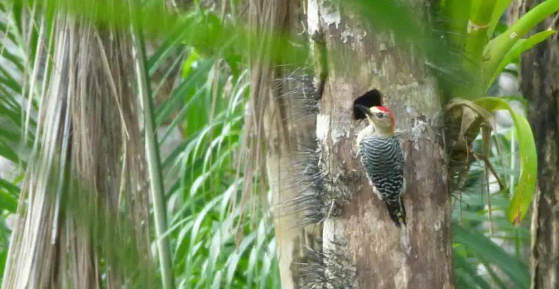 Hoffmannsprecht Caminos de Osa Costa Rica