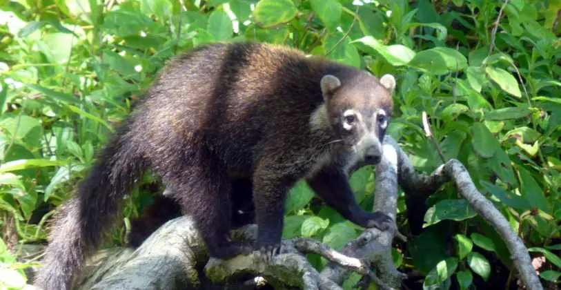 Nasenbär Caminos de Cosa Costa Rica