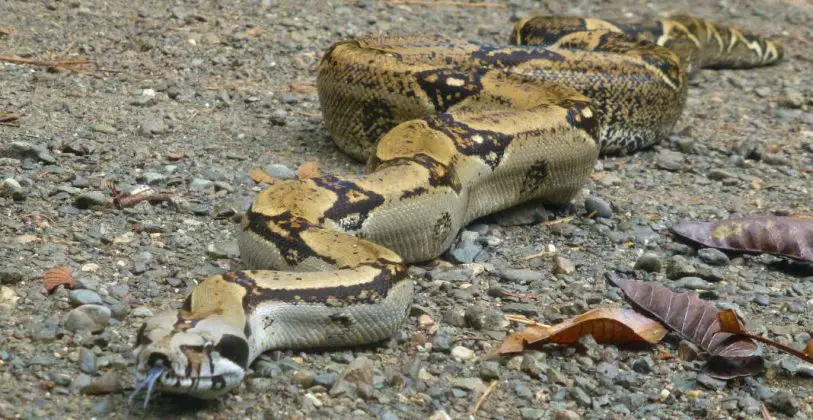 Pythonschlange Caminos de Osa Costa Rica