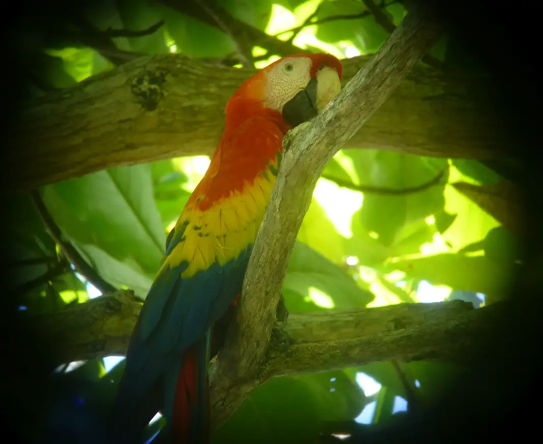 Roter Ara Corcovado Nationalpark Costa Rica