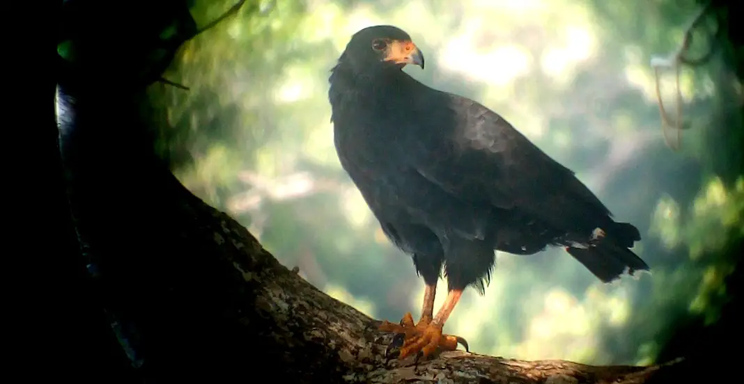 Schwarzer Mangrovenfalke Costa Rica Corcovado Nationalpark