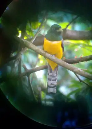 Veilchentrogon Corcovado Nationalpark Costa Rica