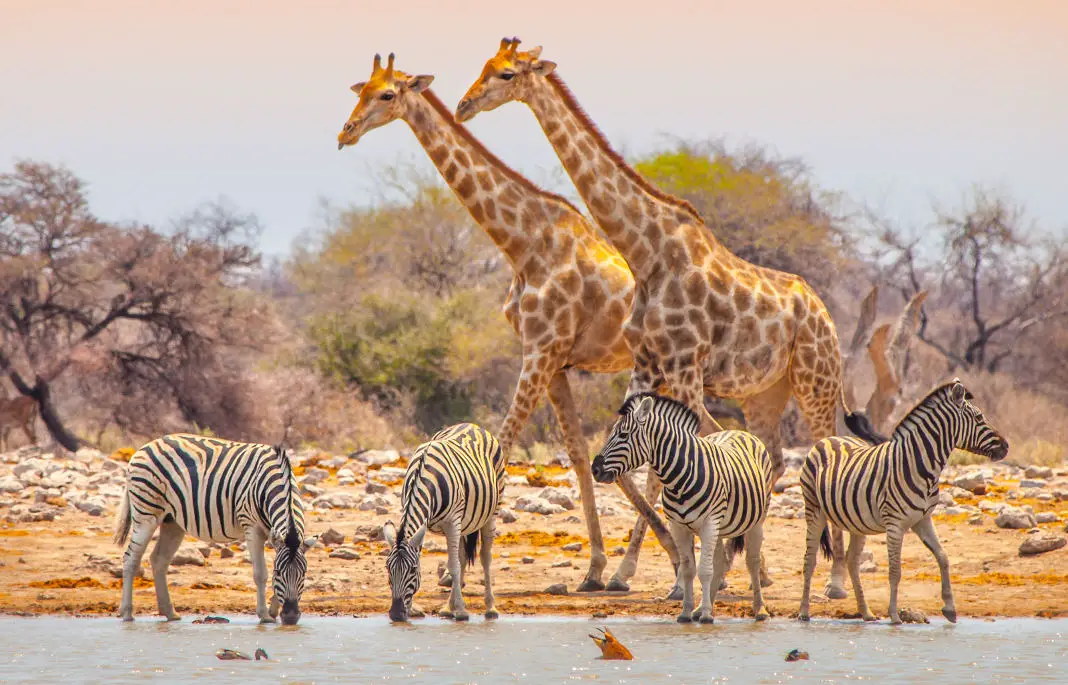 Namibia Safari