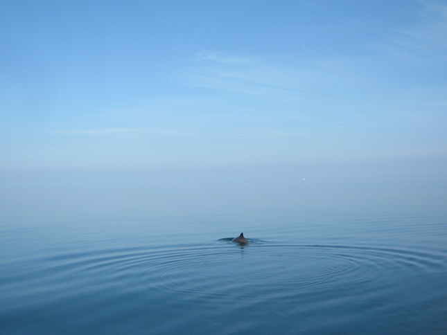 Blau: Tümmler in der Ostsee