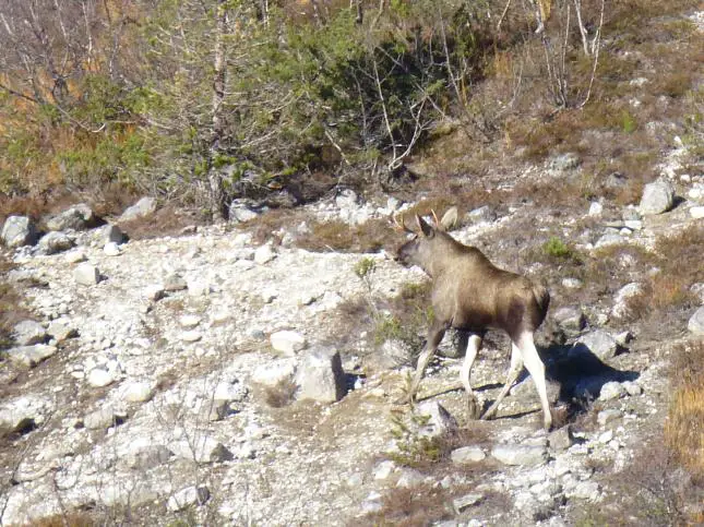 Elch in Norwegen